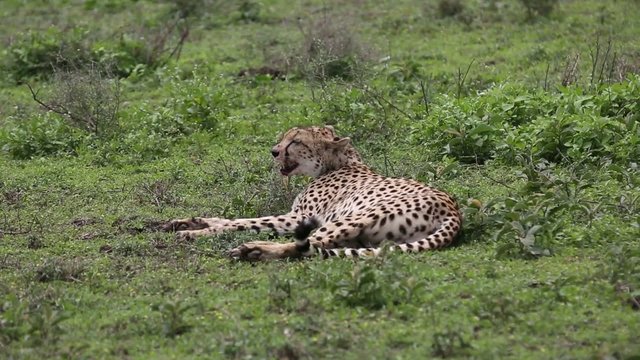 Gepard eating springbok