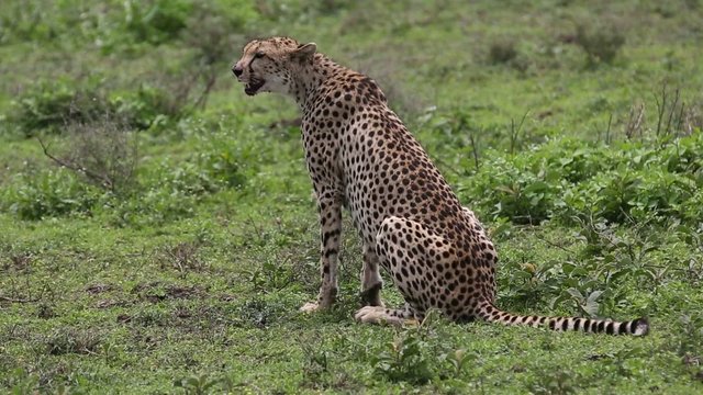 Gepard eating springbok