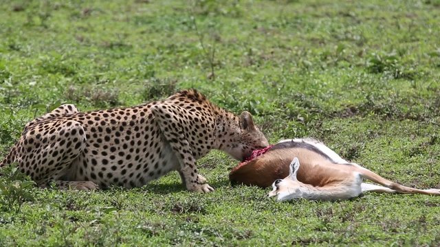 Gepard eating springbok