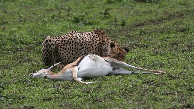 Gepard eating springbok