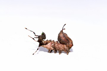 シャチホコガ幼虫
