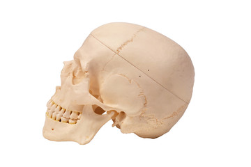 skull