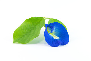 Butterfly Pea on white background