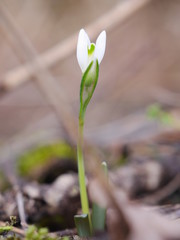 snowdrop