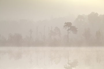 coniferous forest by lake in dense fog