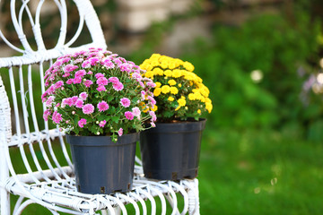 Yellow and lilac flowers in pots