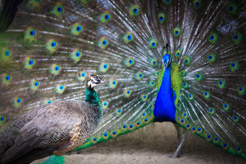 Male to female peacock peacock displays of affection