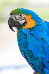 Macaw Isolated on white