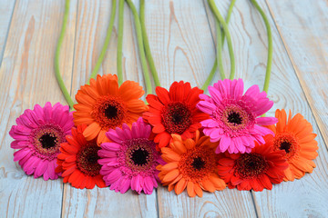 Obraz premium Mooie gekleurde Gerbera's