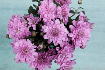 pink chrysanthemum