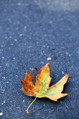 Autumn leaf on asphalt close-up