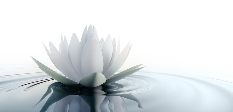 Fototapeta Einzelne Lotusblüte