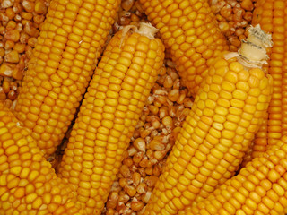 Maisernte, Maiskolben und Maiskörner