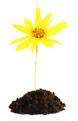 Flower growing from soil isolated on white