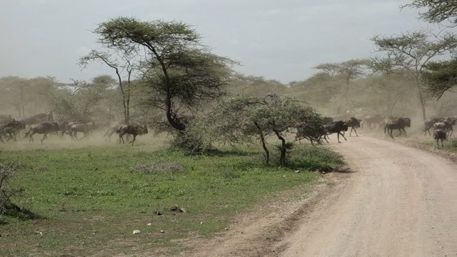 Wildebeest herd