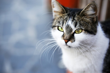 Fototapeta premium Gray cat close-up, outdoors