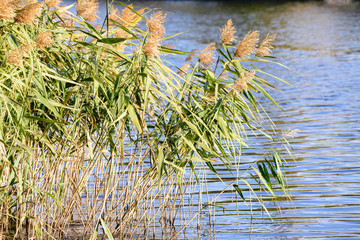 Phragmites australis leaves and flowers close to the lake in autumn are moved by the wind