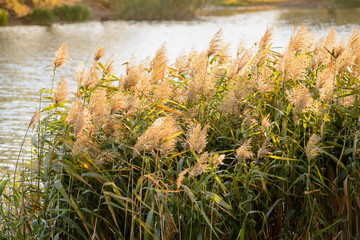 Obraz premium Phragmites australis leaves and flowers close to the lake in autumn