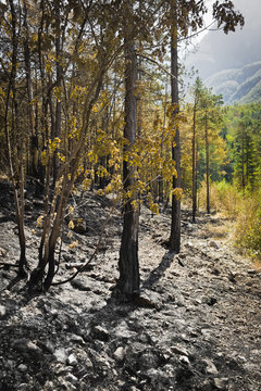 post-fire in the wood vertical