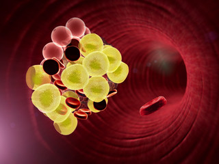 fat cell, erythrocyte