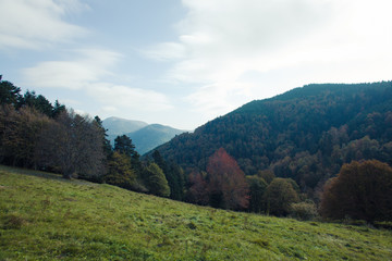 Fototapeta na wymiar Herbst im Schwarzwald
