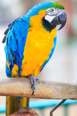 Macaw Isolated on white