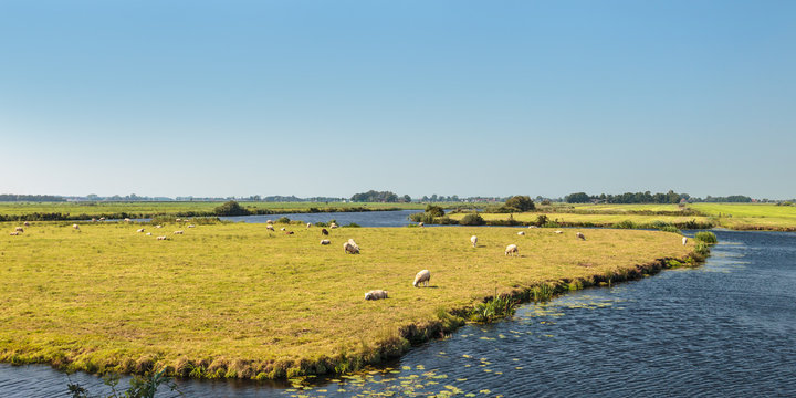 Grazing sheep between water in The Netherlands