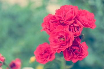 Beautiful roses in garden