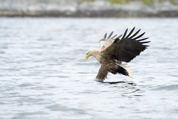 White-tailed Eagle catching fish.