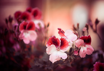 Obraz premium red fall flowers