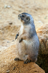 Black-tailed prairie dog