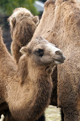 Bactrian camel