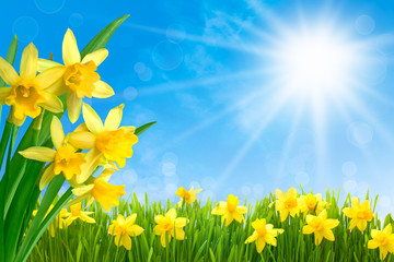 Fototapeta na wymiar Daffodils against blue sky
