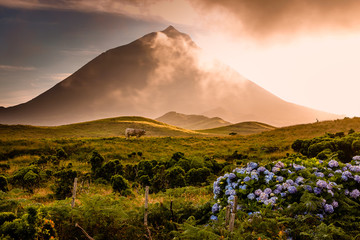Fototapeta premium Huge bull in front of volcano Pico-Azores