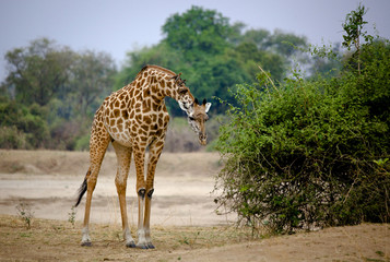 Forward leaning giraffe with oxpeckers