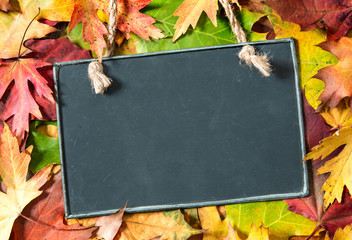 Chalkboard  on autumnal leaves