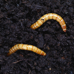Ampedus larva - obrazy, fototapety, plakaty