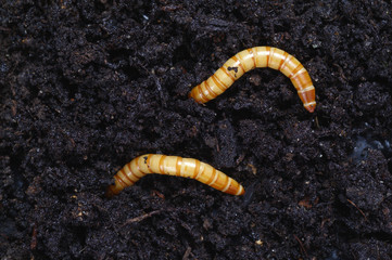 Ampedus larva