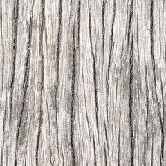 Close - up bark of tree texture and background