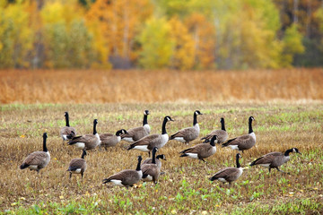 Canada geese in a field - 71542539