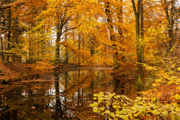 Fototapeta na wymiar Autumn beech foliage reflecting in forest fen.
