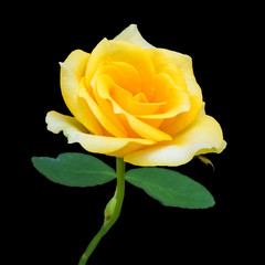 Yellow rose isolated on black