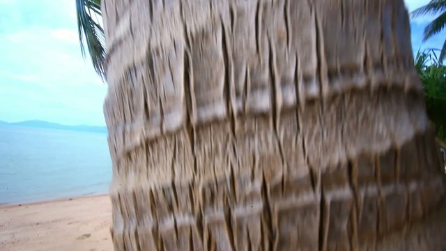 view from palm trunk moving to the top of coconuts on beach Koh