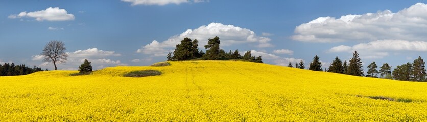 field of rapeseed plant for green energy