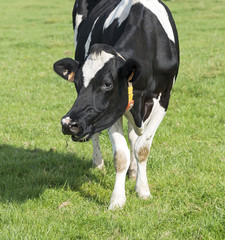 black and white cow looking at the camera