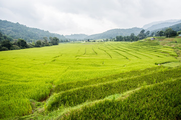 rice field inchiangmai Thailand