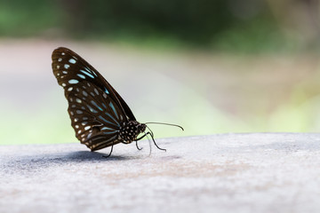 Fototapeta na wymiar butterfly in garden