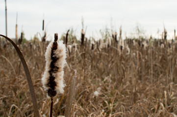 Камыш © yarik22