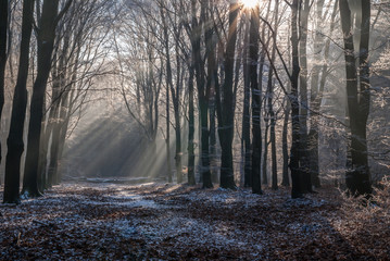Icy morningsun through the leafs of National Park the Veluwe