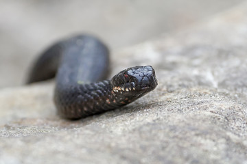 Common European Adder (vipera berus)
